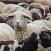 Na území ČR není v současné době potvrzen žádný případ onemocnění slintavky a kulhavky u zvířat, riziko přenosu nemoci na člověka je zanedbatelné